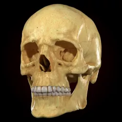 Realistic Skull Teeth and  Jaw 3D Model and Sculpt 3D model