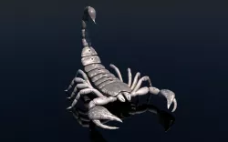Scorpion 3D model