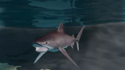 Tiger shark  3D model