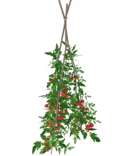 Tomato Low-poly  3D model
