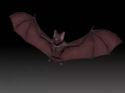 3D Bat Low-poly  3D model
