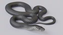 Animated Black Mamba Low-poly  3D model