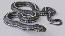 Animated Black White Snake Low-poly  3D model