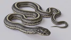 Animated Garter Snake Low-poly  3D model