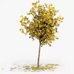 Autumn Tree 3D model
