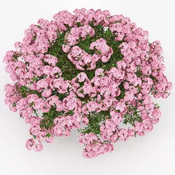 Azalea 3D model
