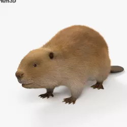 Beaver HD 3D model