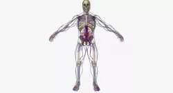 Circulatory System with Skeleton 3D model