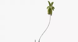 Cocos Nucifera 6354 - 02 Low-poly 3D model