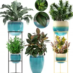 Collection plants  3D model