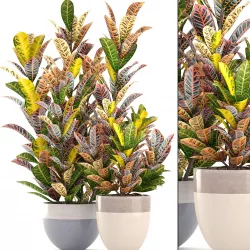 Croton 3D model