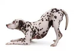Dalmatian Dog Pose 3D model