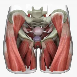 Detailed Female Reproductive System Medical Edition 3D model