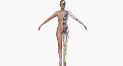 Detailed Full Female Body Anatomy 3D model