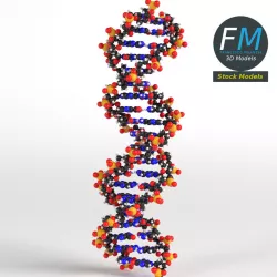 DNA Molecules 3D model