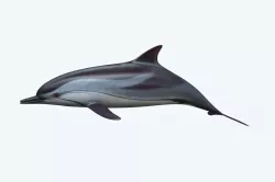 Dolphin 3D model
