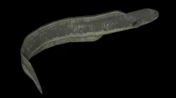 Eel PBR rigged 3D model