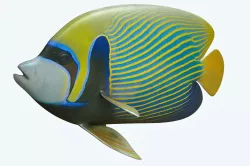 Emperor Angle Fish 3D model