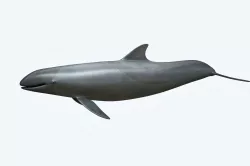 False Killer Whale 3D model