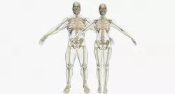 Female And Male Central Nervous System With Skeleton 3DSmax 3D model