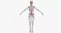 Female Circulatory System 3DSmax 3D model