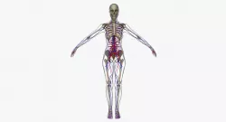 Female Circulatory System Anatomy 3D model