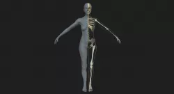Female Skeleton with Skin 3D model