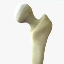 Femur Joint Bone 3D model