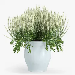 Flower Calluna 3D model