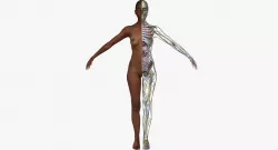 Full African American Female Anatomy 3D model
