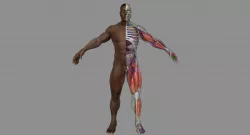 Full African American Male Anatomy 3D model