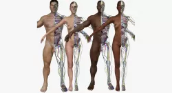 Full Body Anatomy Collection 3D model