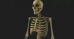 Full Body Skeleton Rigged 3D model