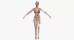 Full Female Body Anatomy 3DSmax 3D model