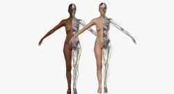 Full Female Body Anatomy Collection 3D model