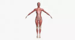 Full Female Muscle Anatomy 3D model