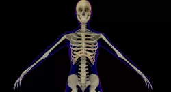 Full Female Skeleton X-Ray 3D model