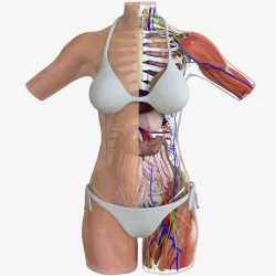 Full Female Torso Anatomy 3D model