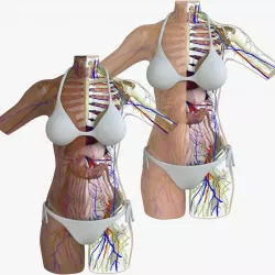 Full Female Torso Anatomy Composition 3D model