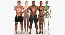 Full Human Body With Skeleton Collection Rigged 3D model