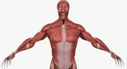Full Human Muscle Anatomy Medical Edition 3D model