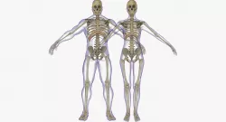 Full Male And Female Skeleton Anatomy 3D model