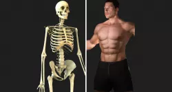 Full Male Body With Skeleton 3D model