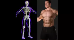 Full Male Body X-Ray With Skeleton 3D model