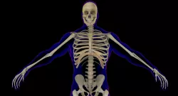 Full Male Skeleton X-Ray 3D model