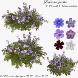 Geranium garden  3D model