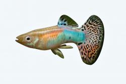 guppy lebistes tropical acuarium fish 3d models 【 STLFinder