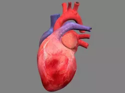Heart Animated Low-poly  3D model