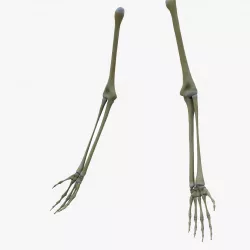 Human Arm Bones Skeleton 3D model