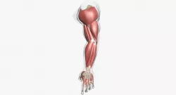 Human Arm Muscle Anatomy 3D model